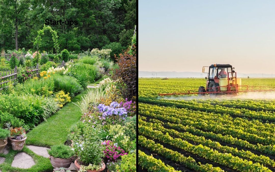 What Big Business Can Learn from the Startup Mentality in The Pandemic